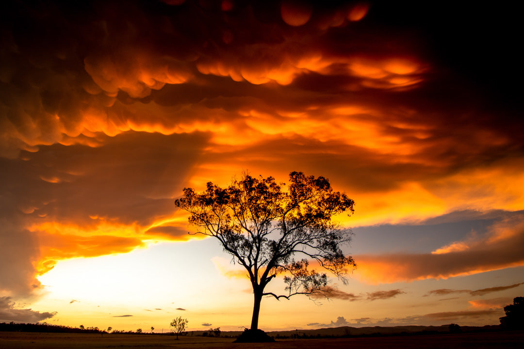 Gumtree - Rural photography prints - Asutralian Photography Prints - Mammatus clouds