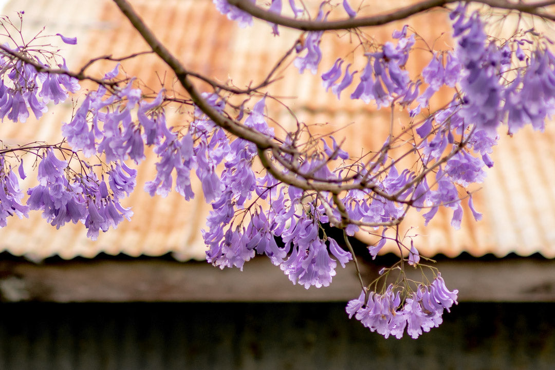 Jacaranda Tree - Rural photography print - wet cactus