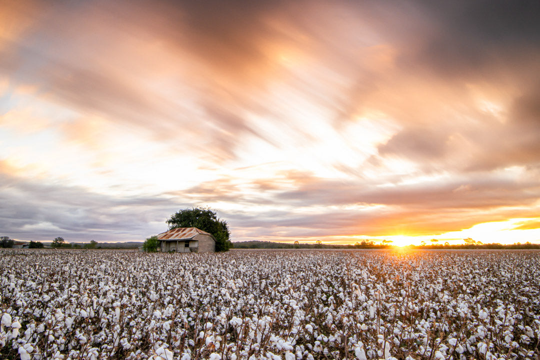 Sunset photography print - Cotton Farm - Australian Artist